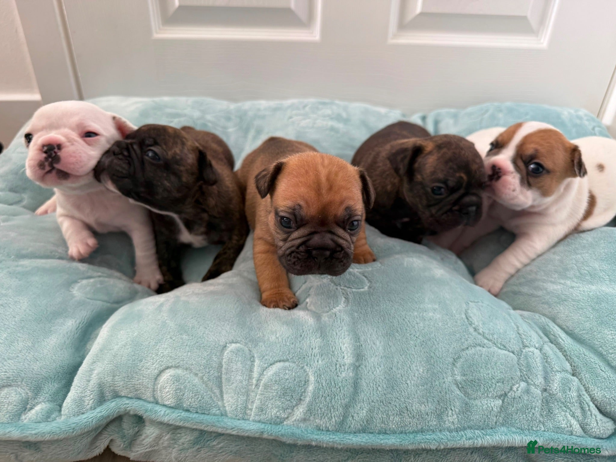French Bulldog dogs Beautiful Litter of French Bulldogs  - Advert 5