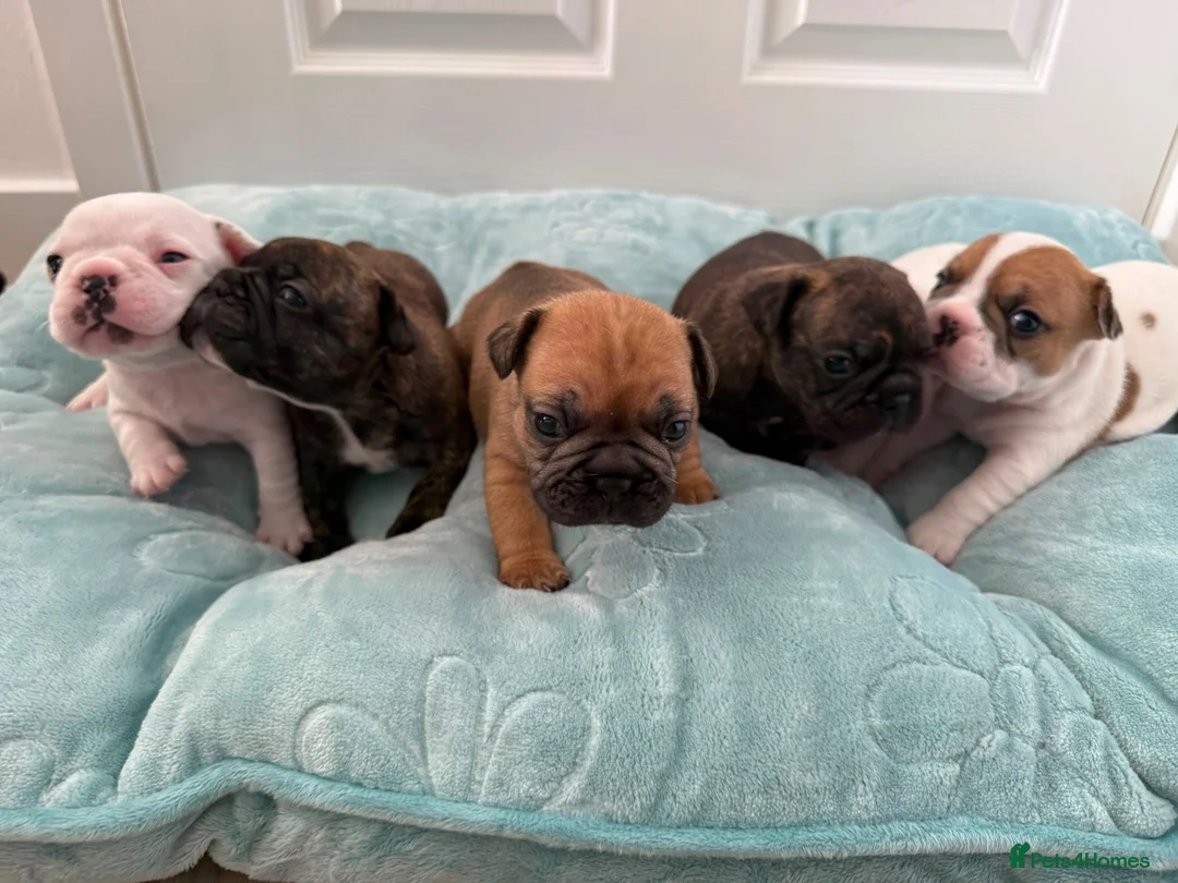 French Bulldog dogs for sale: Beautiful Litter of French Bulldogs  - Advert 1