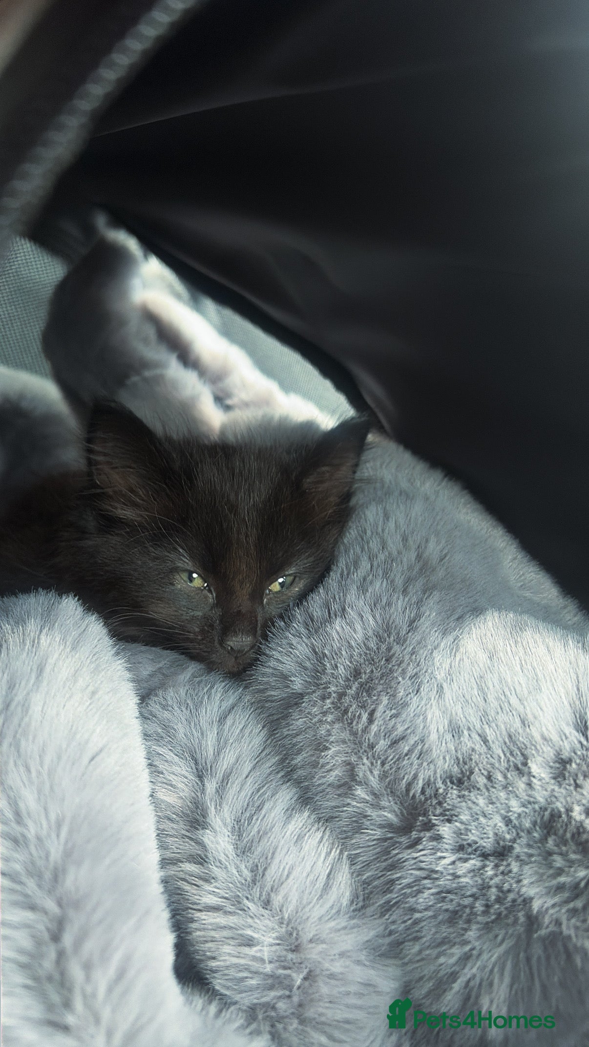 Ragdoll cats Black Ragdoll - Advert 1