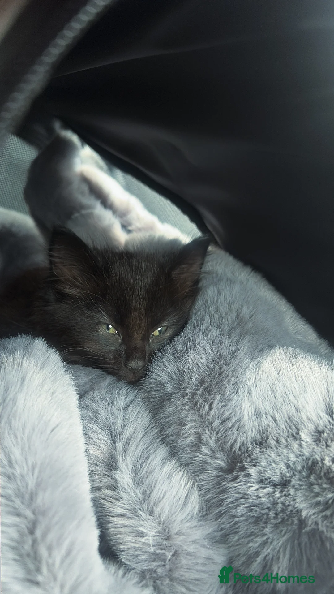 Ragdoll cats for sale: Black Ragdoll - Advert 1