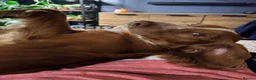 Sprocker dogs for sale: Monty needs new home in Kidderminster - Advert 4