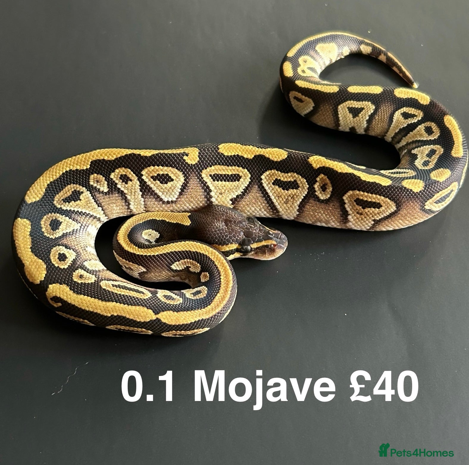 Python Snake reptiles Royal Pythons  - Advert 18