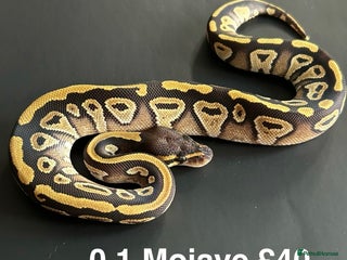 Python Snake reptiles Royal Pythons - Advert 18