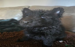 German Shepherd dogs for sale: German shepherd pups 3 boys 1 girl - Advert 4