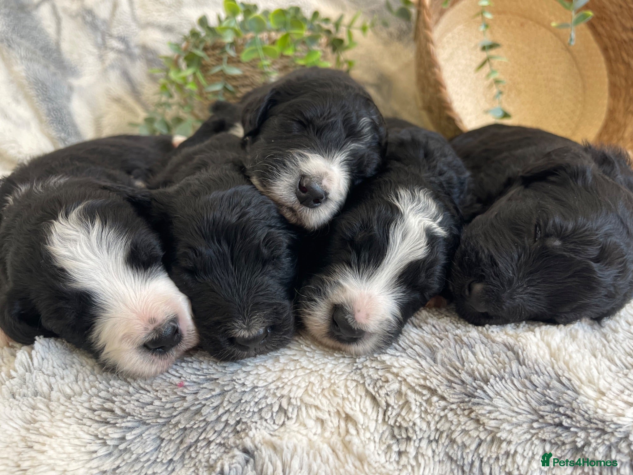 Bernedoodle dogs STUNNING DNA CLEAR BERNEDOODLES  - Advert 1