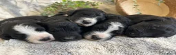 Bernedoodle dogs for sale: STUNNING DNA CLEAR BERNEDOODLES  - Advert 1