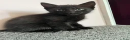 Mixed Breed cats for sale: Beautiful kittens for their furever homes - Advert 18