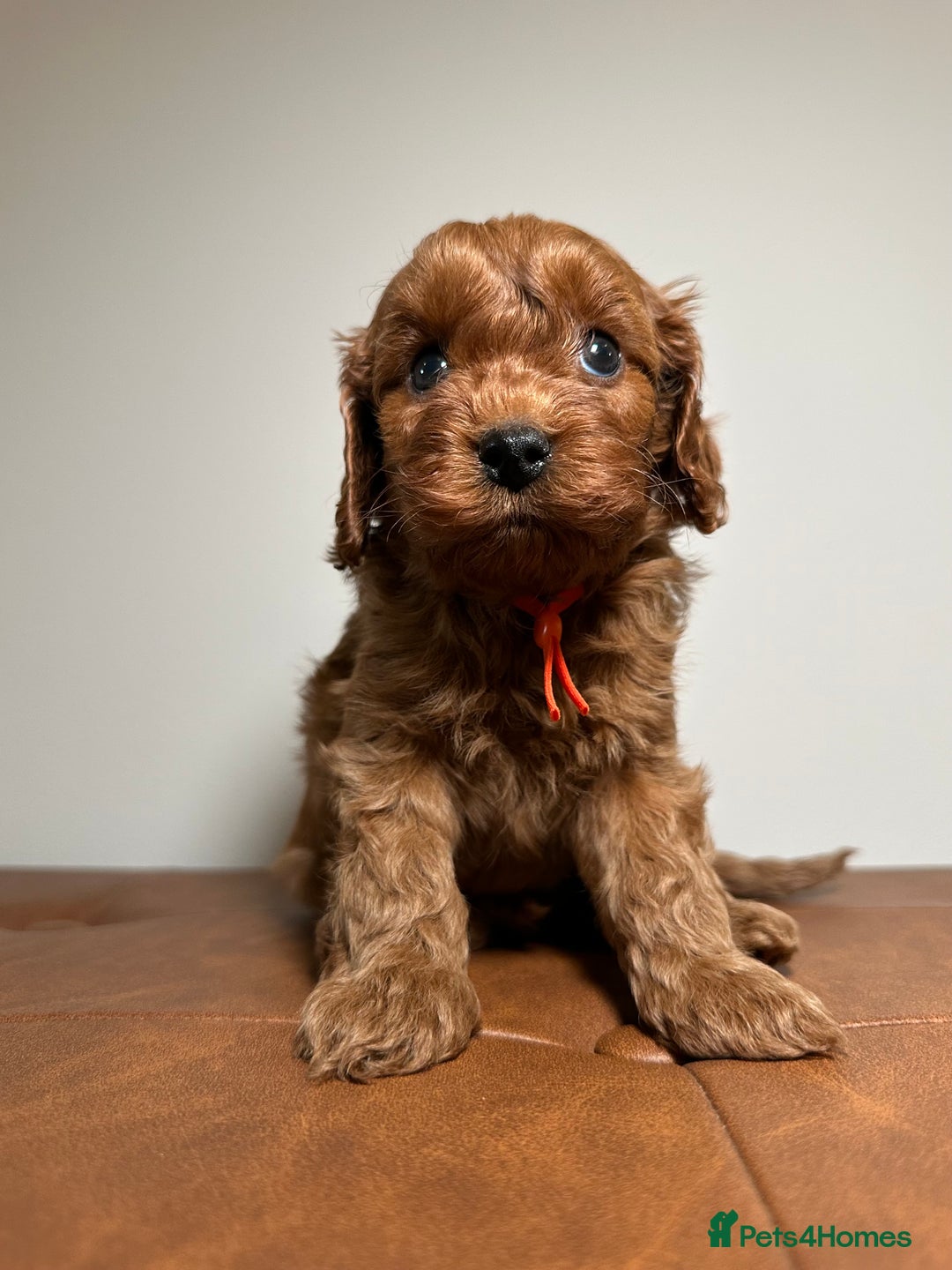 Cavapoo dogs for sale: F1 Cavapoo puppies.  - Image 6