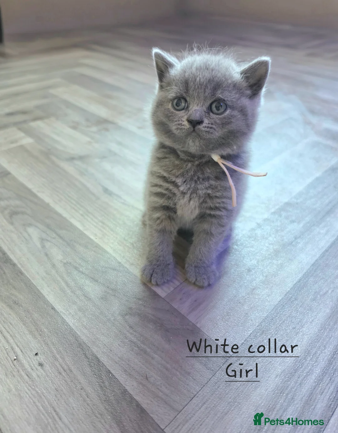 British Shorthair cats for sale: Adorable Pure British Short Hair Kittens - Advert 2