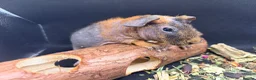 Guinea Pig rodents for sale: Boy & Girl Skinny Pig - Ready Now in Caterham - Advert 8