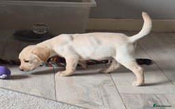 Labrador Retriever dogs for sale: Top quality KC registered labrador pups  - Image 6