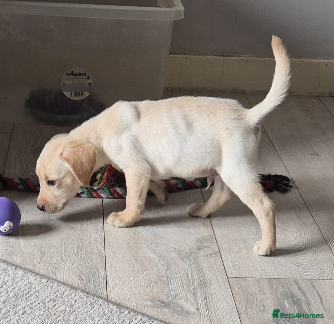 Labrador Retriever dogs for sale: Top quality KC registered labrador pups  - Image 6