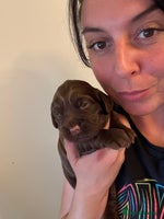 Cocker Spaniel dogs - Advert 3