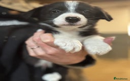 Border Collie dogs for sale: Pure Bred Border Collie Puppies For Sale - Image 23