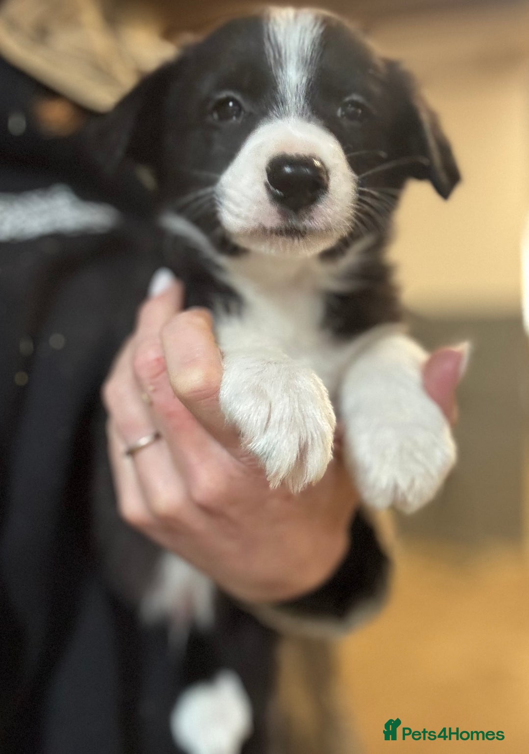 Border Collie dogs for sale: Pure Bred Border Collie Puppies For Sale - Image 23