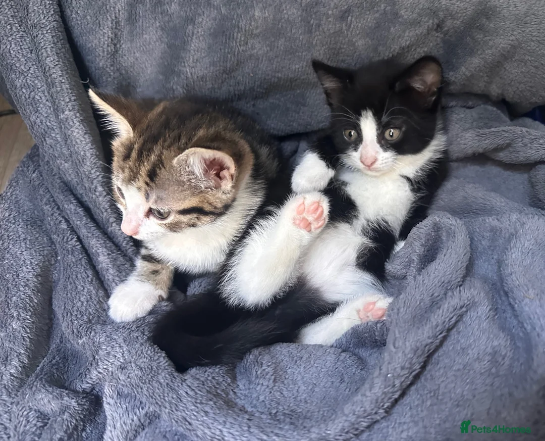 Mixed Breed cats for sale: Adorable kitten  - Advert 2