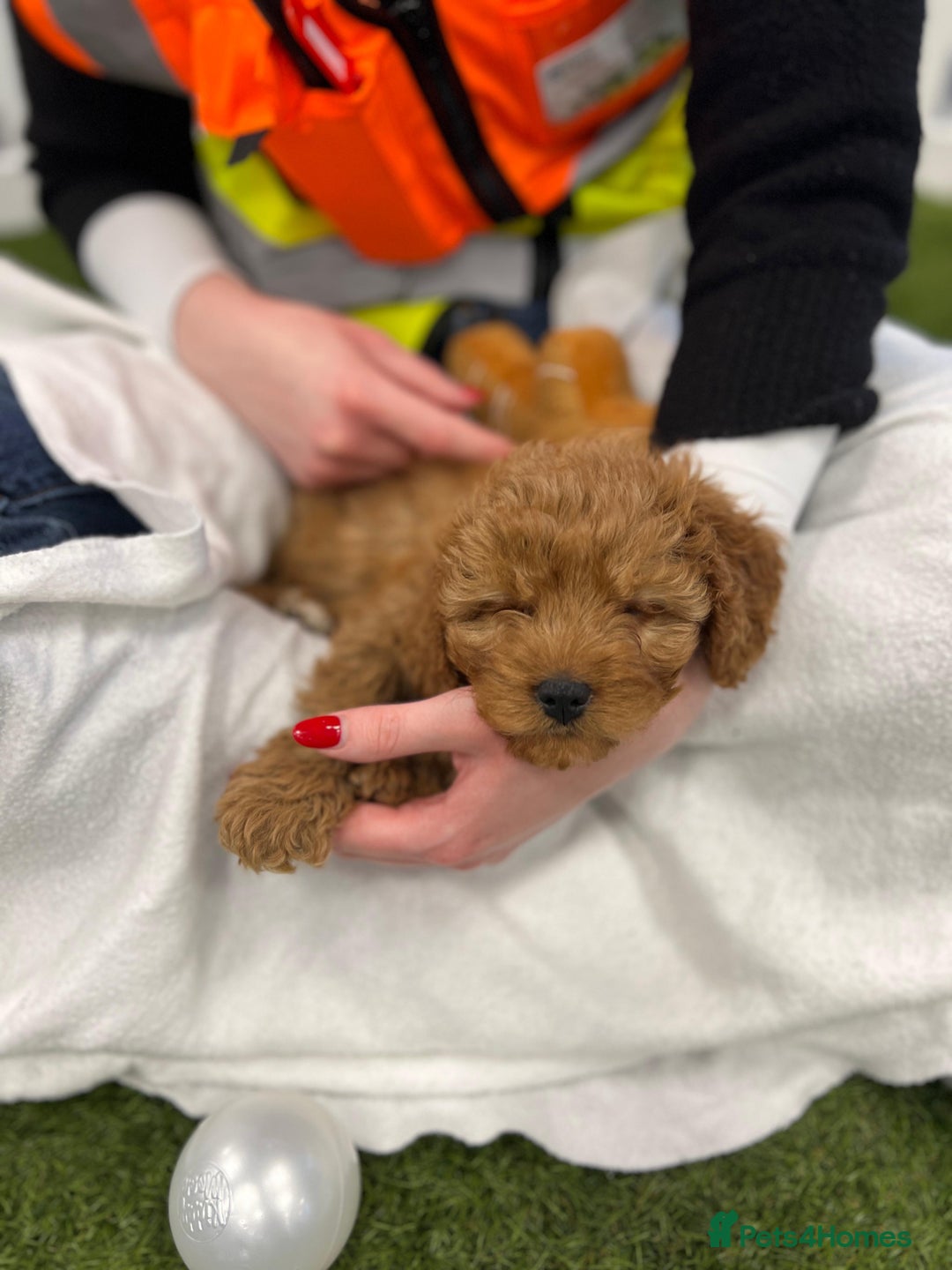 Cavapoo dogs for sale: One boy has become available  - Advert 1