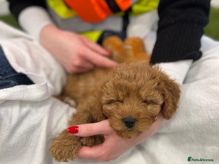 Cavapoo dogs One boy has become available - Advert 1