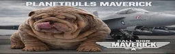 English Bulldog dogs for sale: Mr MAVERICK 🩸 - Advert 9