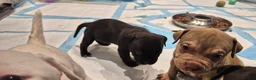 Mixed Breed dogs for sale: Beautiful Staffy x pups - friendly and healthy - Advert 3