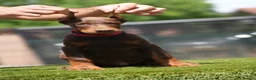 Dobermann dogs for sale: European Dobermann Puppy for sale  - Advert 12