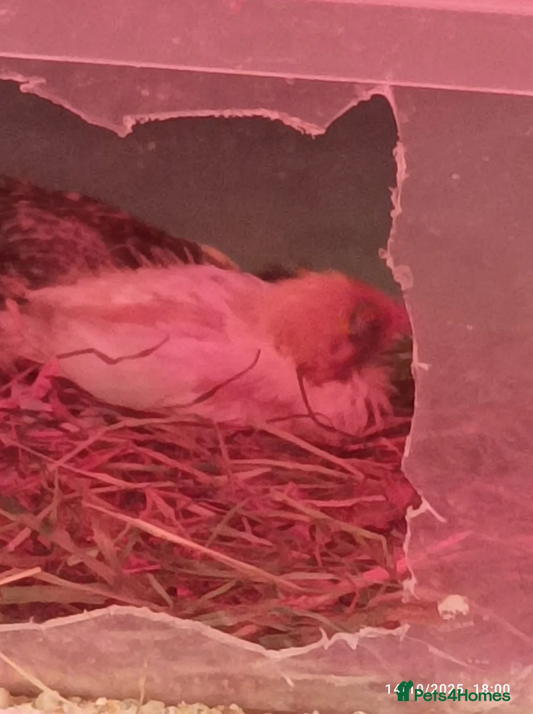 Quail poultry for sale: Tiny Button Quail FEMALES  - Advert 1