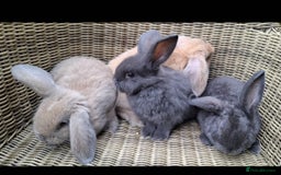 Mini Lop rabbits for sale: Baby mini lops ready to be reserved  - Image 12