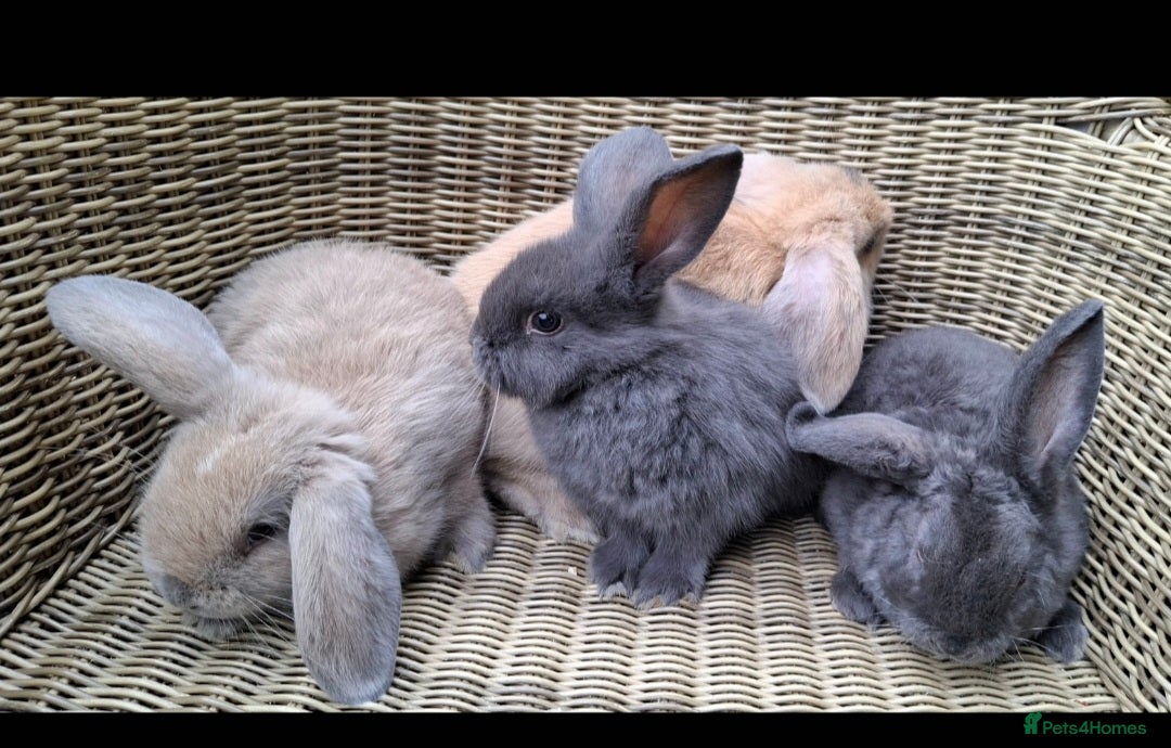 Mini Lop rabbits for sale: Baby mini lops ready to be reserved  - Image 12