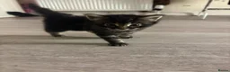 Domestic Shorthair cats for sale: 6 Curious Loving Domestic Shorthair Kittens - Advert 15