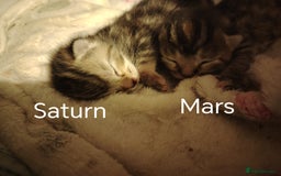 Mixed Breed cats for sale: Two female kitten's available  - Image 14