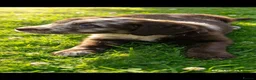 Labradoodle dogs for sale: Soft & cuddles labradoodles  in Sudbury - Advert 6