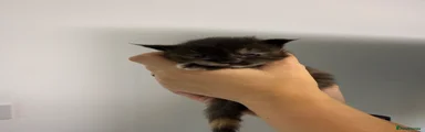 Maine Coon 4