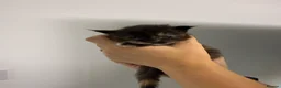 Maine Coon cats for sale: Beautiful litter of 5 main coons  in Cambridge - Advert 4