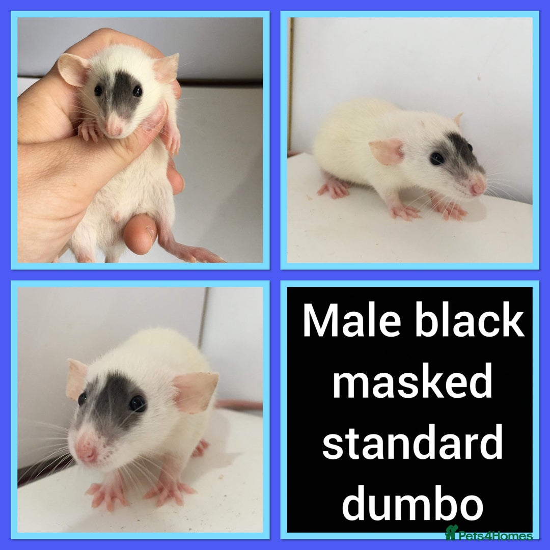 Rat rodents for sale: Adorable Dumbo Baby Rats ❤️ - Image 28