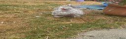 Chickens poultry for sale: Silky chicken male in Chesterfield - Advert 2