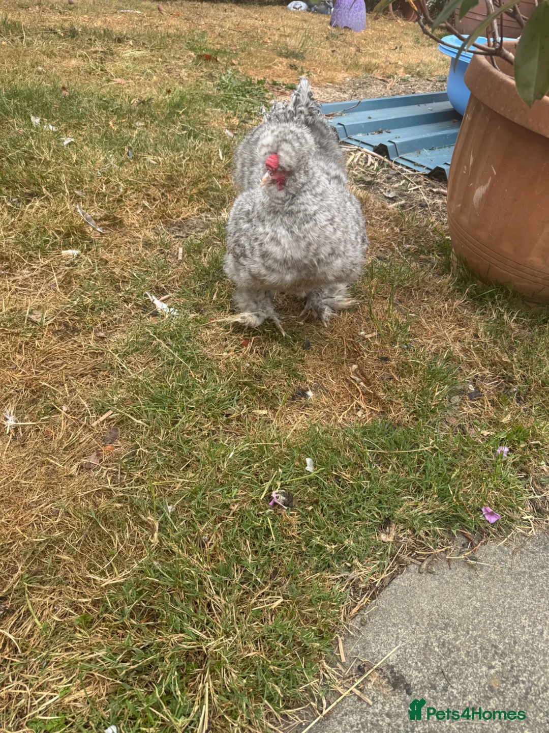 Chickens poultry for sale: Silky chicken male in Chesterfield - Advert 2