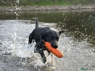 Labrador Retriever dogs Working KC reg proven black lab - Advert 19