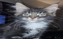 Maine Coon cats for sale: MAINE COONE KITTENS CHAMPION BLOODLINE - Image 10