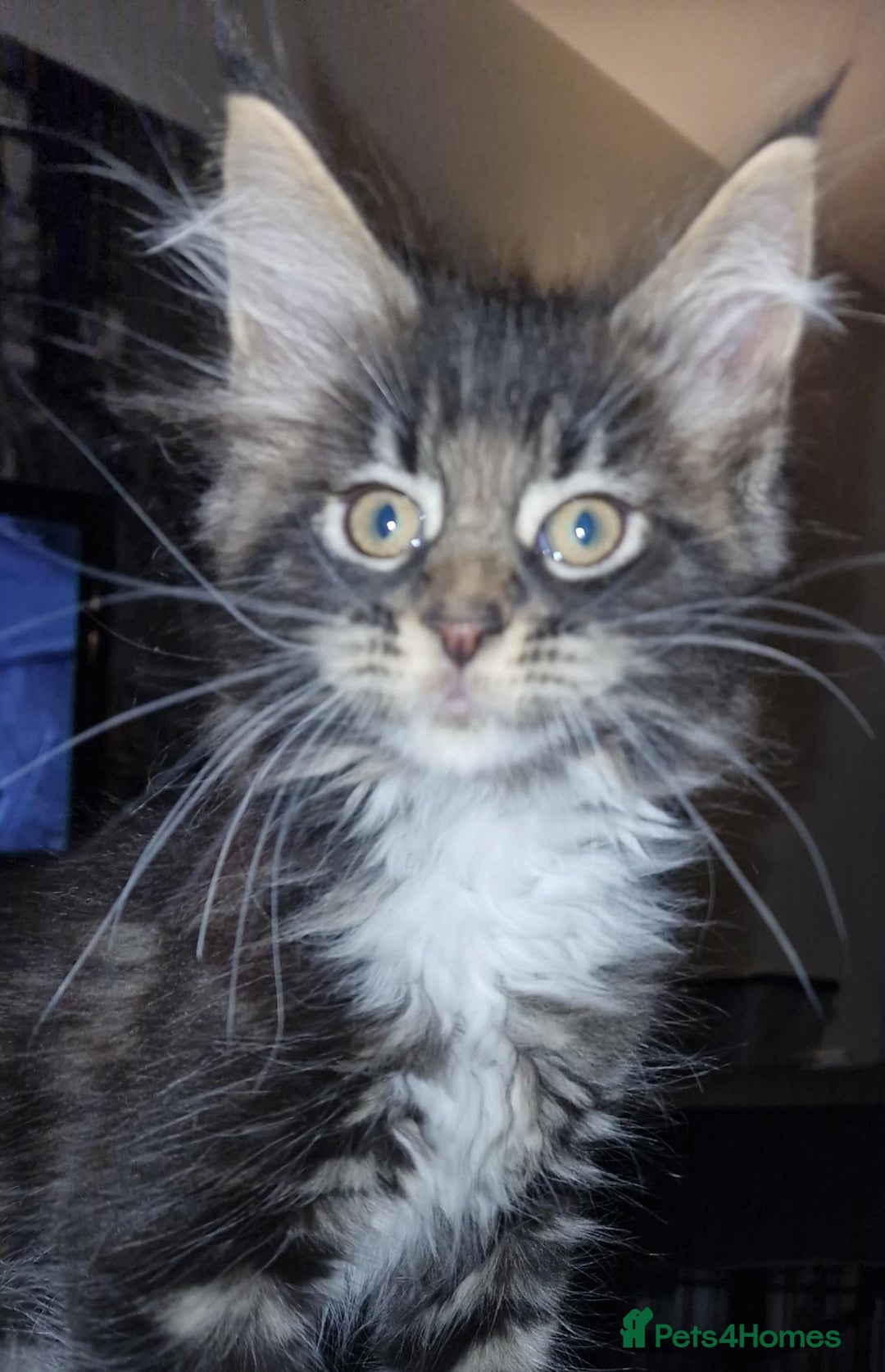 Maine Coon cats for sale: MAINE COONE KITTENS CHAMPION BLOODLINE - Image 10