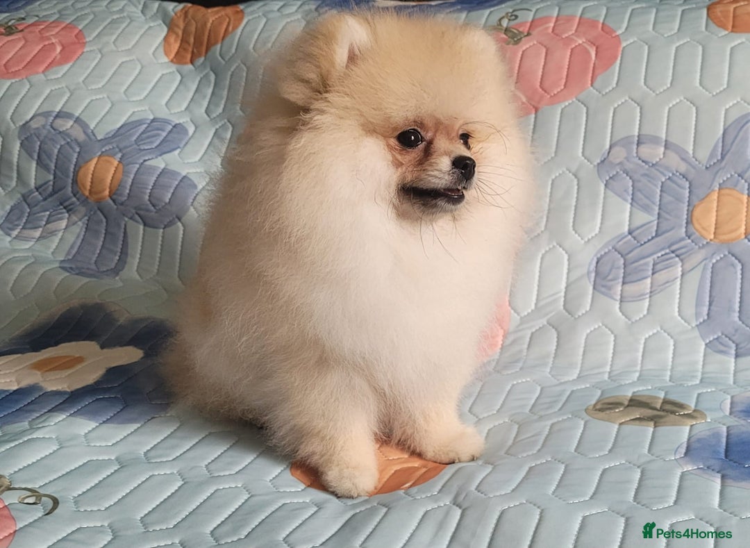 Pomeranian dogs for sale: XXS🐶KC REG🐾Pomeranian Puppies for sale🐶 in Brentwood - Image 11