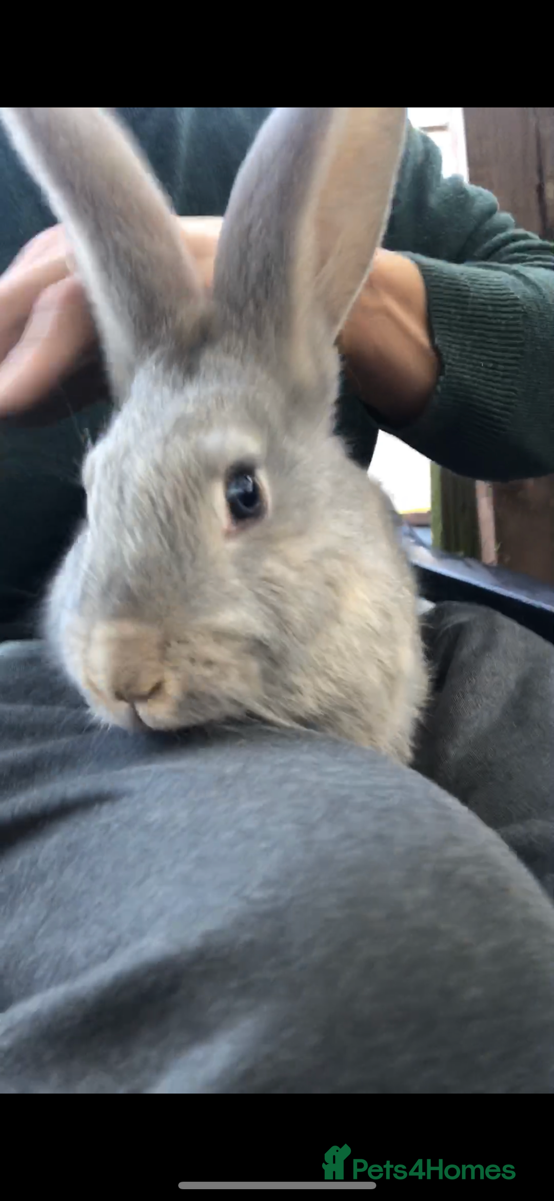 Continental Giant rabbits for sale: Continental giants  - Advert 6