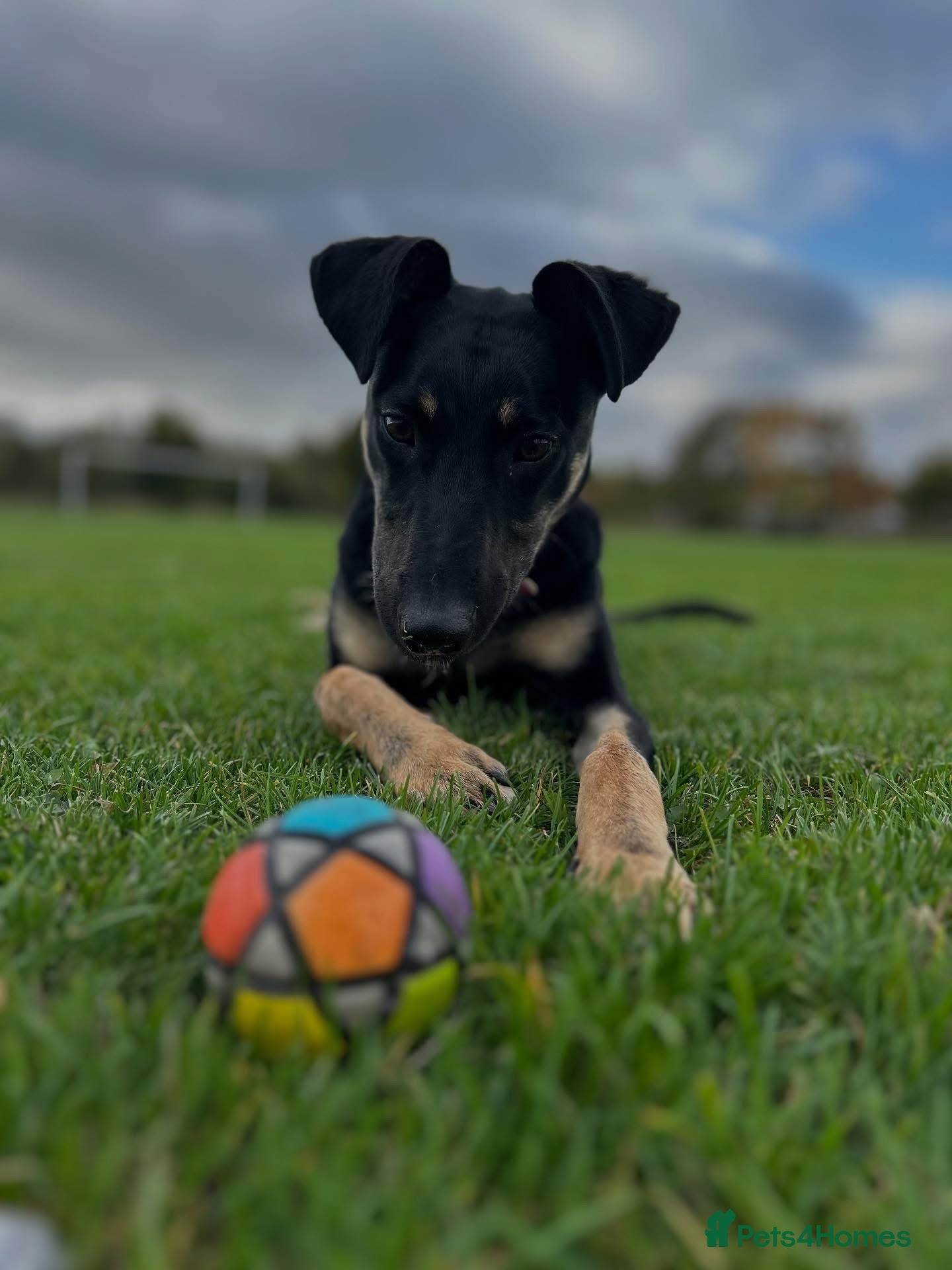Lurcher dogs Bouncy fun loving pup - Advert 1