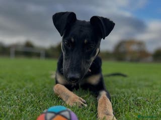 Lurcher dogs Bouncy fun loving pup - Advert 1