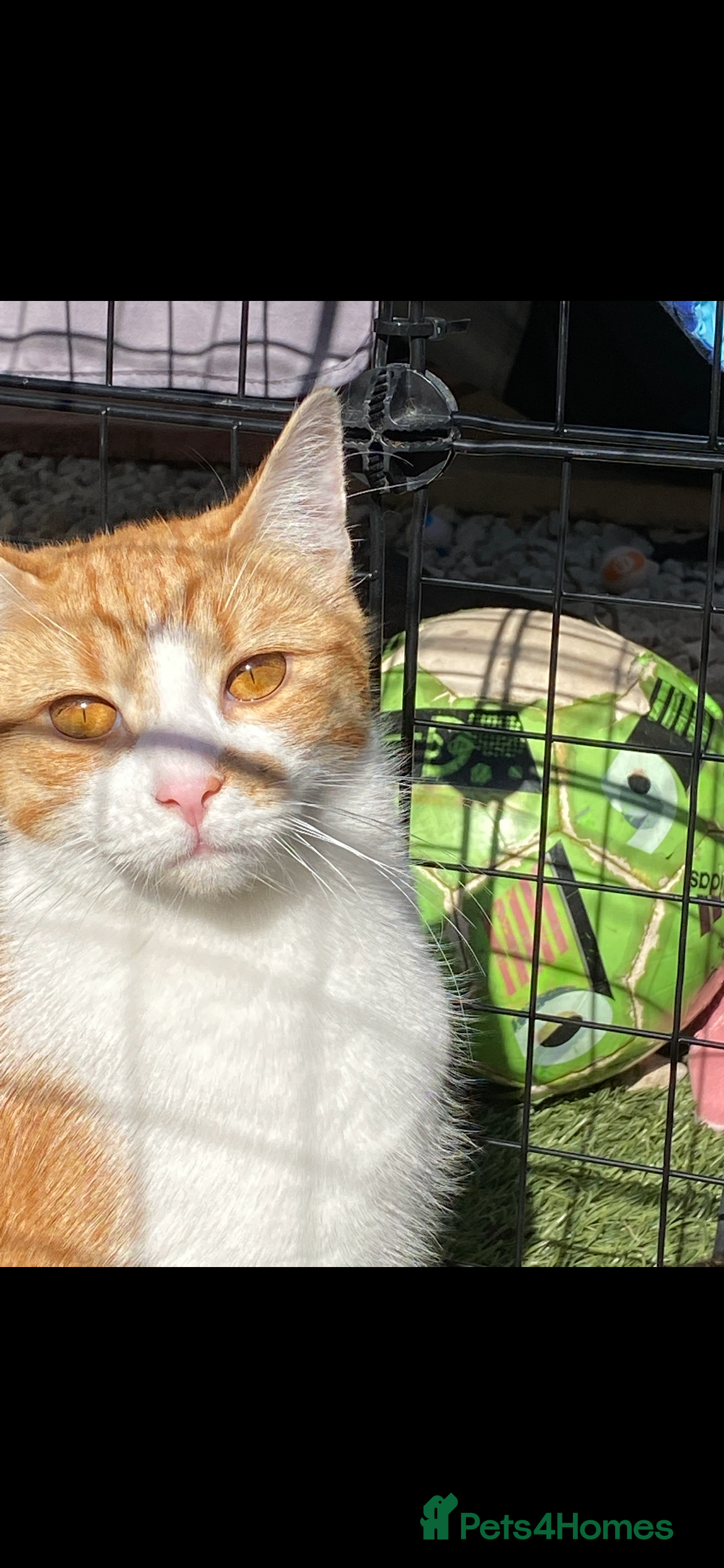 Mixed Breed cats Stumpy  - Advert 1