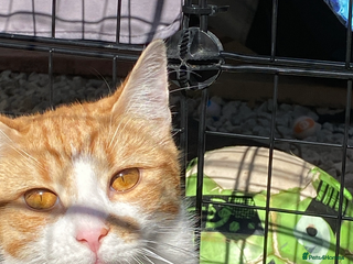 Mixed Breed cats Stumpy - Advert 1