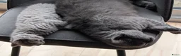 Selkirk Rex cats for sale: 😻 Stunning Selkirk Rex Kittens 😻 - Advert 12
