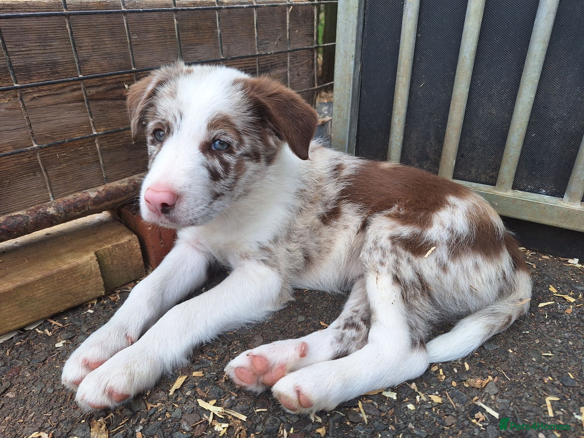 Border Collie dogs Last beautiful red merle available. Ready now!  - Advert 2