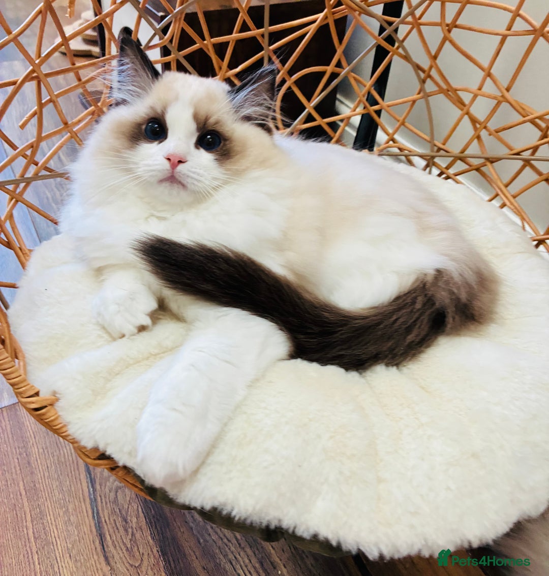 Ragdoll cats for sale: Champion Lines - Ragdoll Kittens - Advert 13