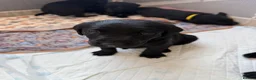 Labrador Retriever dogs for sale: Purebred Labrador Puppies in Lochgelly - Advert 7