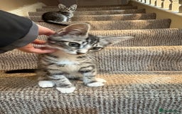 British Shorthair cats for sale: Kittens  - Image 3